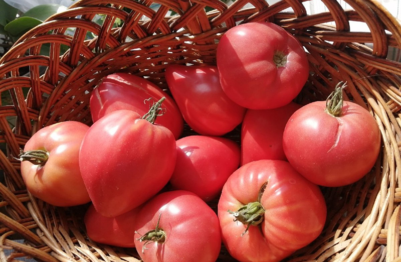 сорт томата – Абаканский розовый