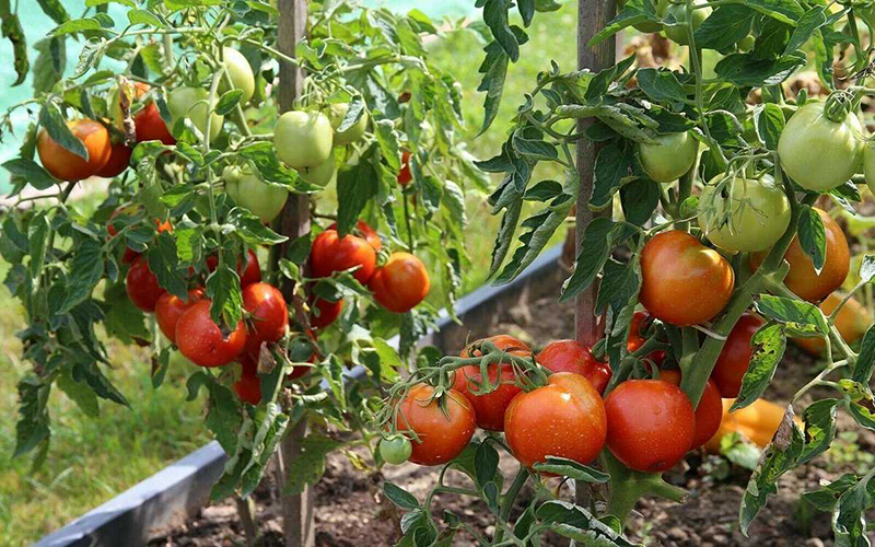Скороспелые сорта томатов для теплиц