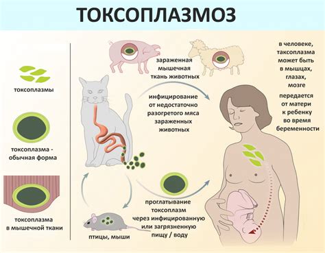 Авидность токсоплазмоза: причины, симптомы и лечение