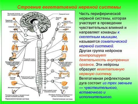 Автономная нервная система