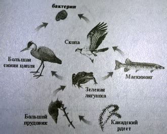 Автотрофные организмы: составляющие