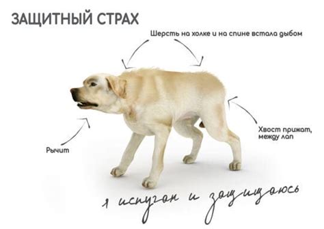 Агрессия и защитная реакция собаки могут привести к поджатию хвоста