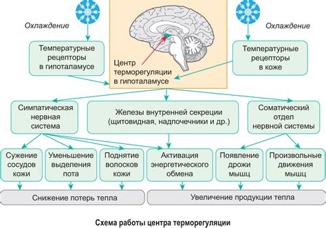 Адаптации организма для ночной жизни