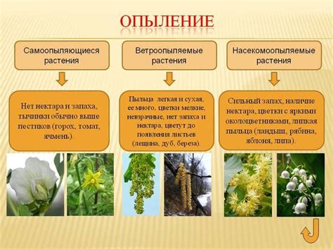 Адаптации сапрофитов к среде обитания