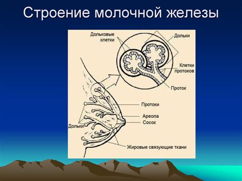 Адаптация молочных протоков