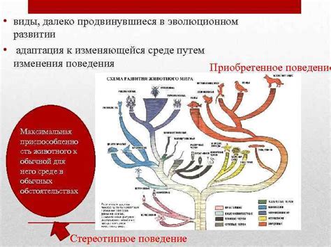 Адаптация человека к изменяющейся среде и ее влияние на эволюцию