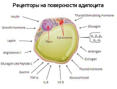 Адипоциты и их роль в образовании жировых отложений