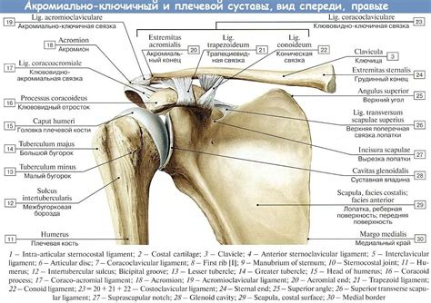 Акромиальный конец ключицы: значение в организме