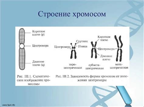 Акроцентрическая хромосома: функции и роль в организме