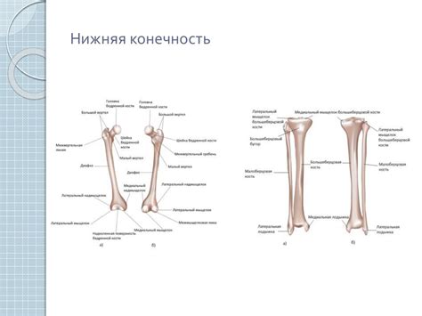 Аксиальный скелет и его роль в формировании рамы человека