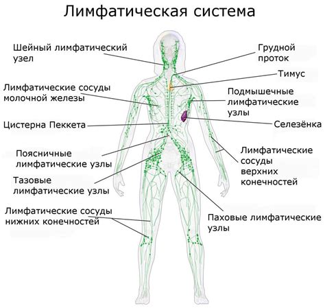 Аксиллярные лимфатические узлы: анатомия, функции и значение