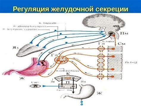 Активация желез желудочной стенки