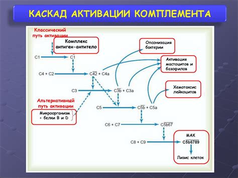 Активация комплемента: