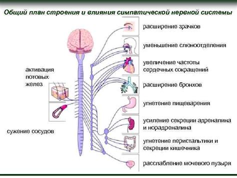 Активация симпатической нервной системы