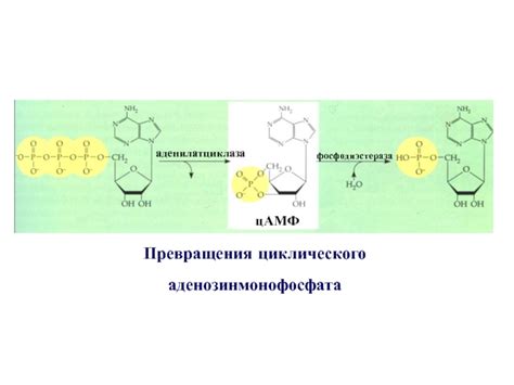 Активация циклического аденозинмонофосфата