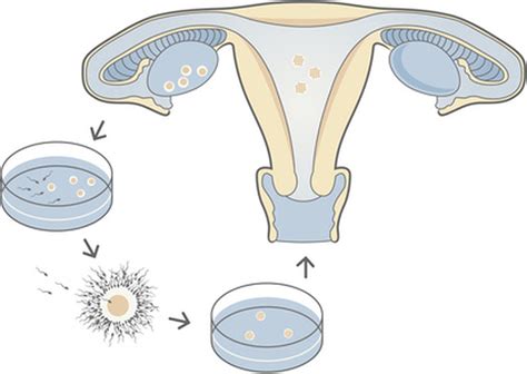 Активен in vitro: понятие и значение