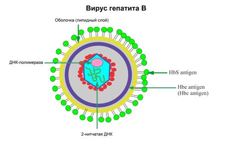 Активное присутствие в организме вируса гепатита C