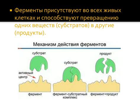 Активность ферментов и тромбоцитов как причина увеличения тромбовидного времени