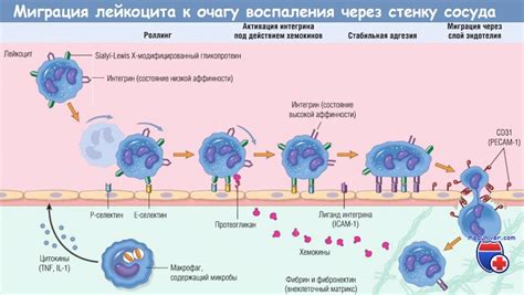 Аллергия и воспаление как факторы увеличения лейкоцитов