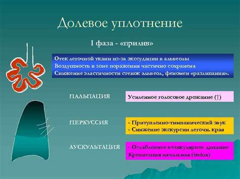 Альвеолы: основные элементы легочной ткани