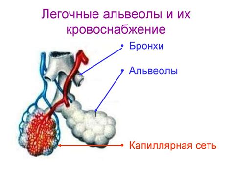 Альвеолы и их роль