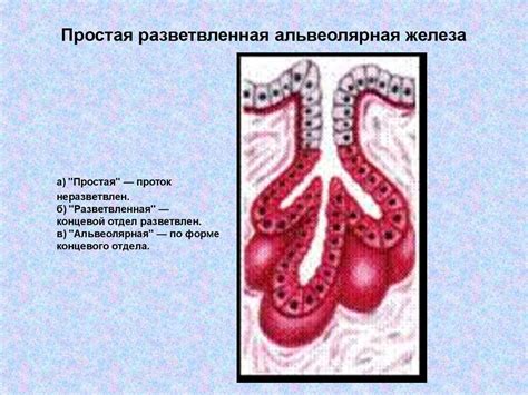 Альвеолярная железа: расположение и локализация