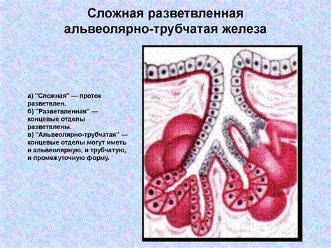 Альвеолярно-трубчатые: анатомия и структура