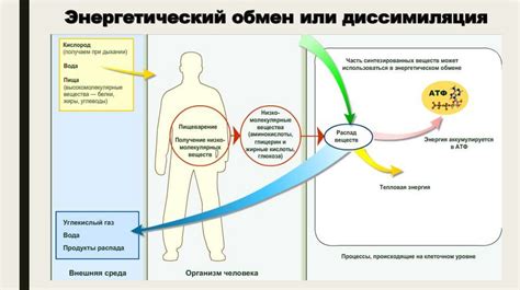 Альфа-аминокислоты и энергетический обмен