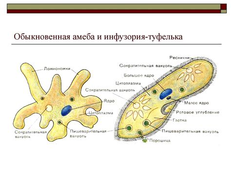 Амеба: жизнь, особенности и принципы