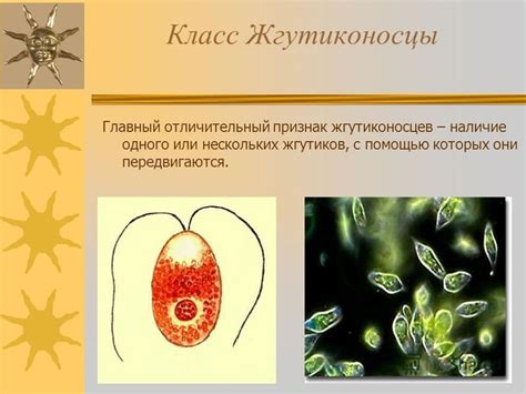 Амеба: многообразие видов и нестандартные характеристики