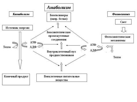 Анаболические процессы: суть и значение