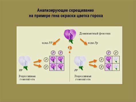 Анализирующее скрещивание дигетерозиготы: важность и особенности