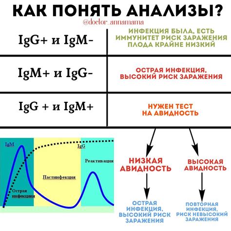 Анализы IgG и IgM: основная информация