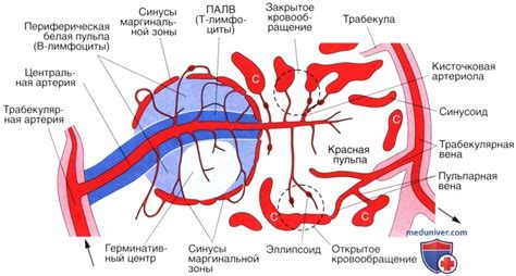 Анализ крови для определения функции селезенки