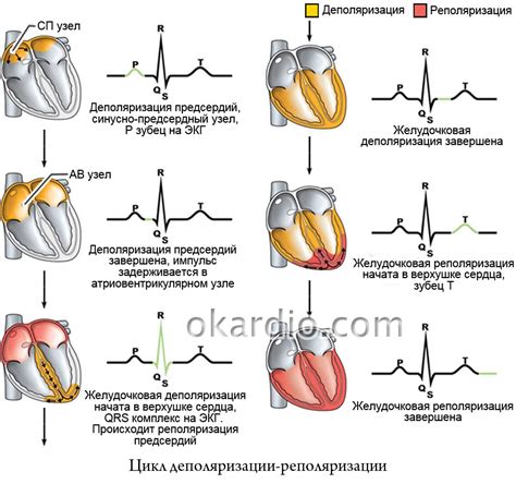 Анализ последствий неспецифических изменений процессов реполяризации