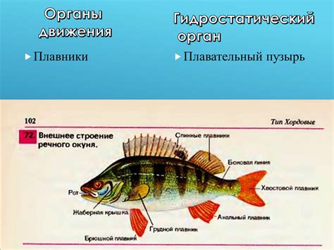 Анализ символики у змей, плавающих в водной среде