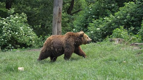 Анализ сновидения: возможные значения появления медведя во дворе