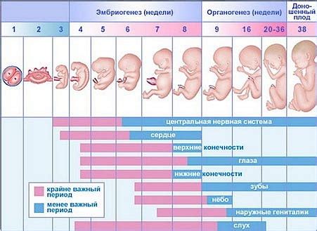 Анализ снов о беременности в различные периоды жизни