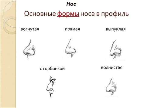 Анализ снов о разных формах носа: прямой, кривой, длинный и т.д.