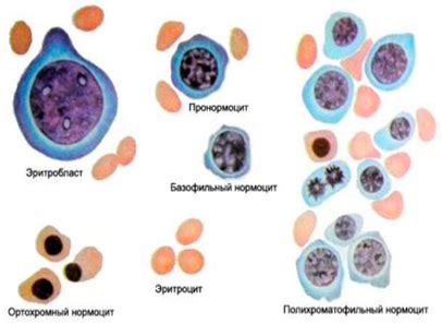 Анализ состава крови: что показывают нормобласты