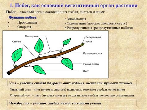 Анализ функций стебля вегетативного органа растения