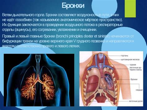 Анатомические и физиологические причины