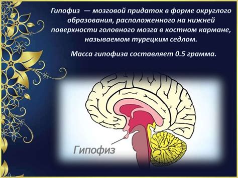 Анатомические особенности гипофиза у женщин