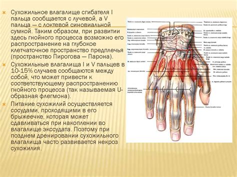 Анатомические особенности мизинца