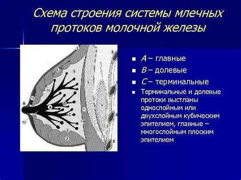 Анатомические особенности млечных протоков