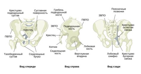 Анатомические особенности мужского широкого таза