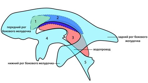 Анатомические особенности полости Верге