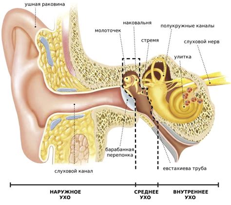 Анатомические особенности уха человека