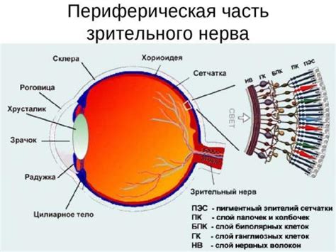 Анатомические особенности фасеточного зрения