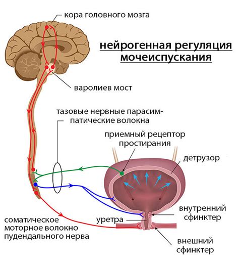 Анатомические причины возникновения аномального давления